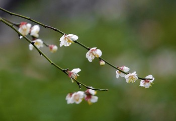 梅姑娘