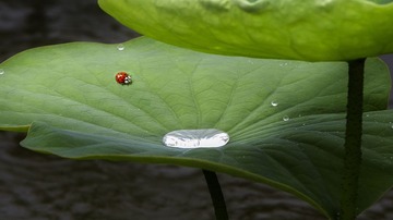 荷