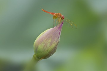 蜻蜓10