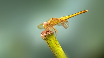 蜻蜓35