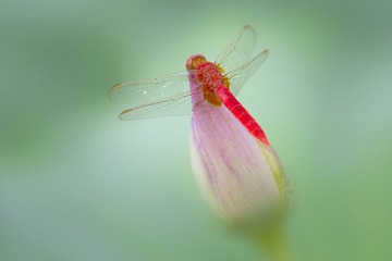 蜻蜓6