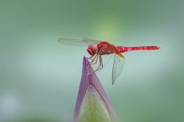 蜻蜓8