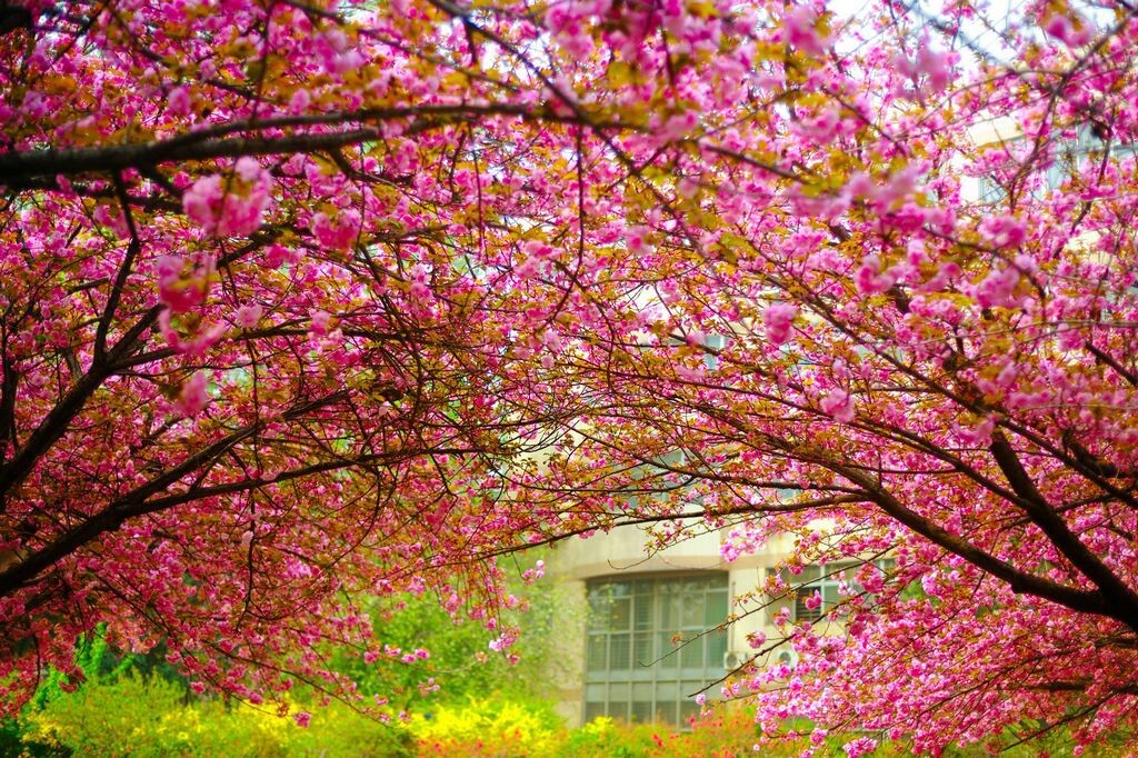 交大樱花