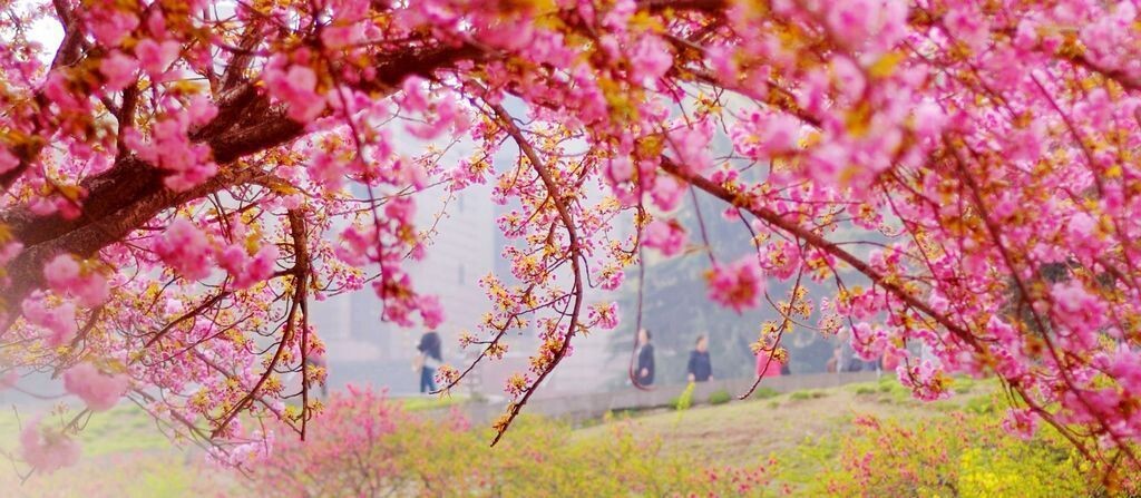 交大樱花