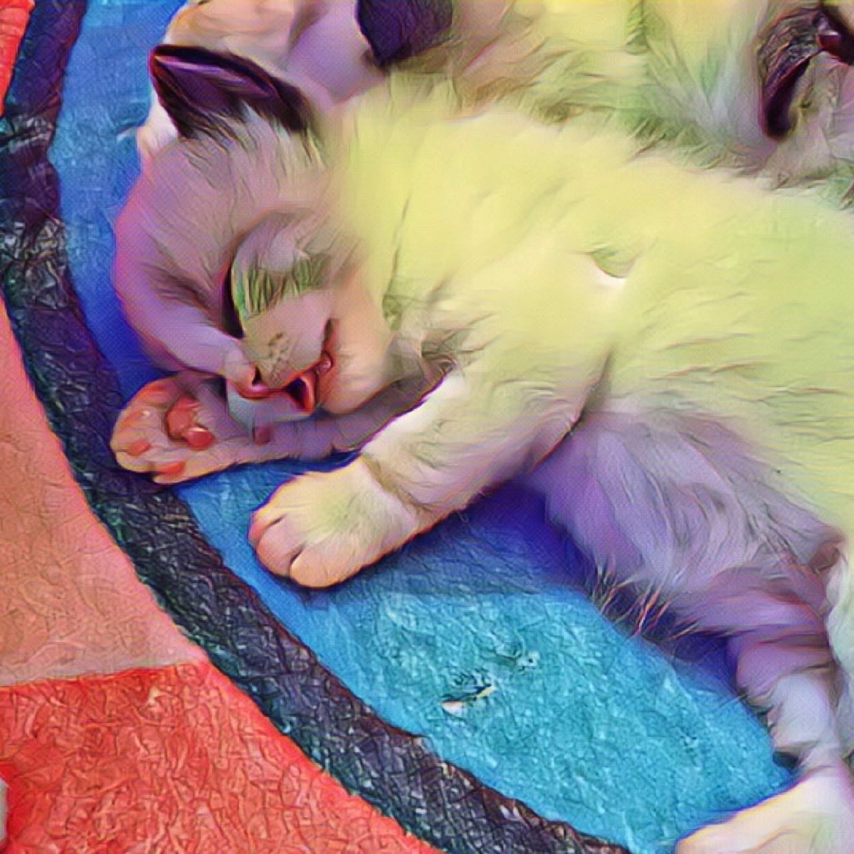 甜睡中的小奶猫