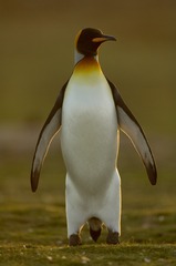 IMGP5909_