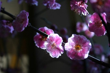 梅花花开又一春