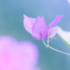 花说_1.jpg