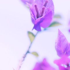 花说_2.jpg