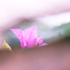 花说_3.jpg