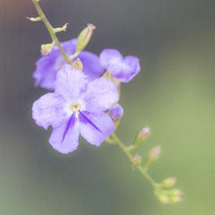 花说_6.jpg