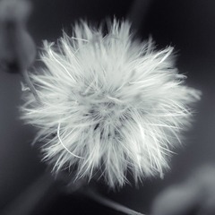 花说_9.jpg
