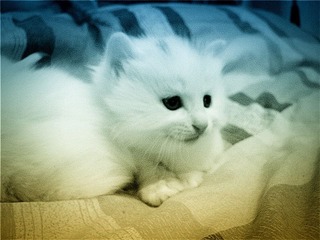 小猫咪