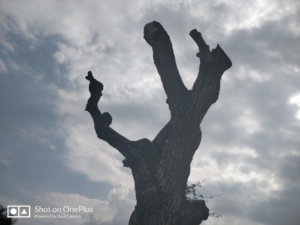 salzgurb的盐树枝 - 图虫