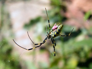 蜘蛛
