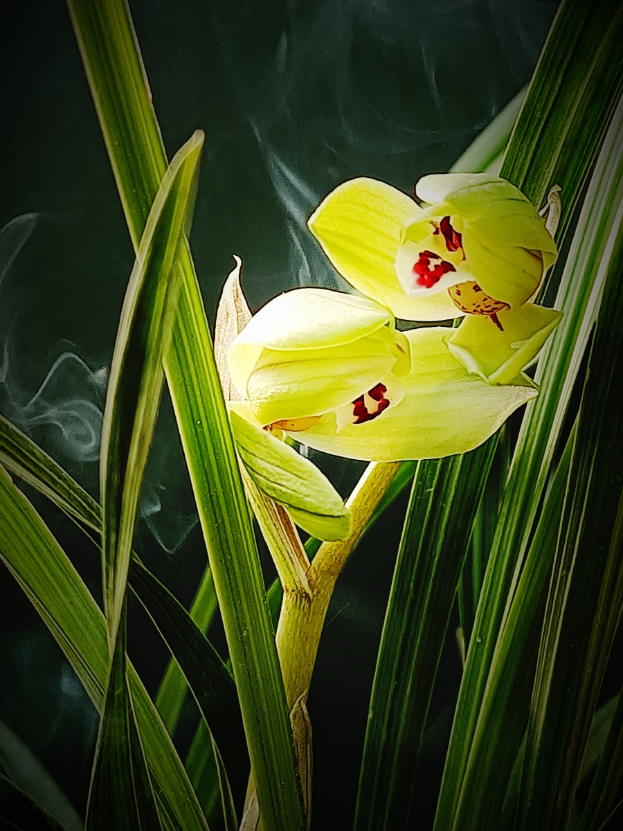 富贵飘香兰花花