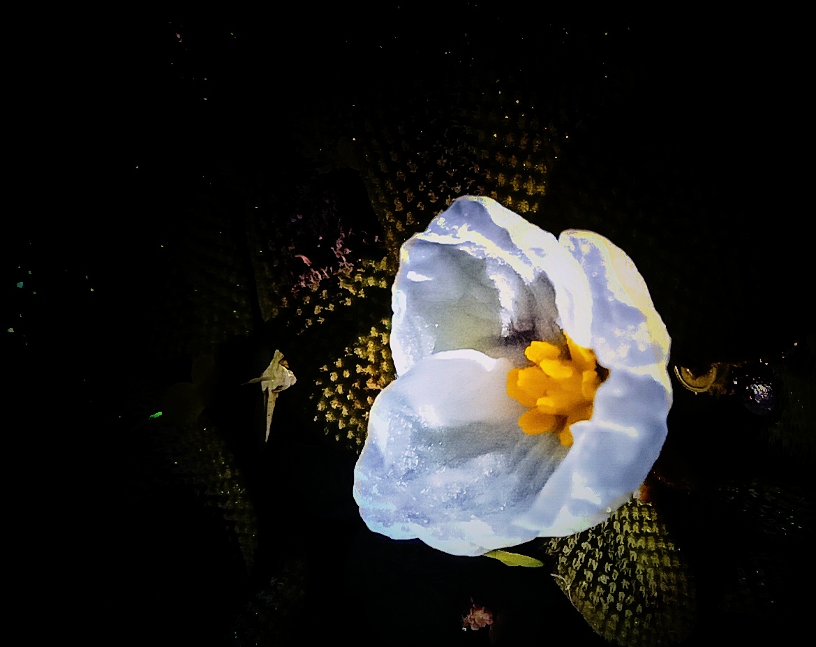 菱角花美丽柔弱的小白花～可她的果食即