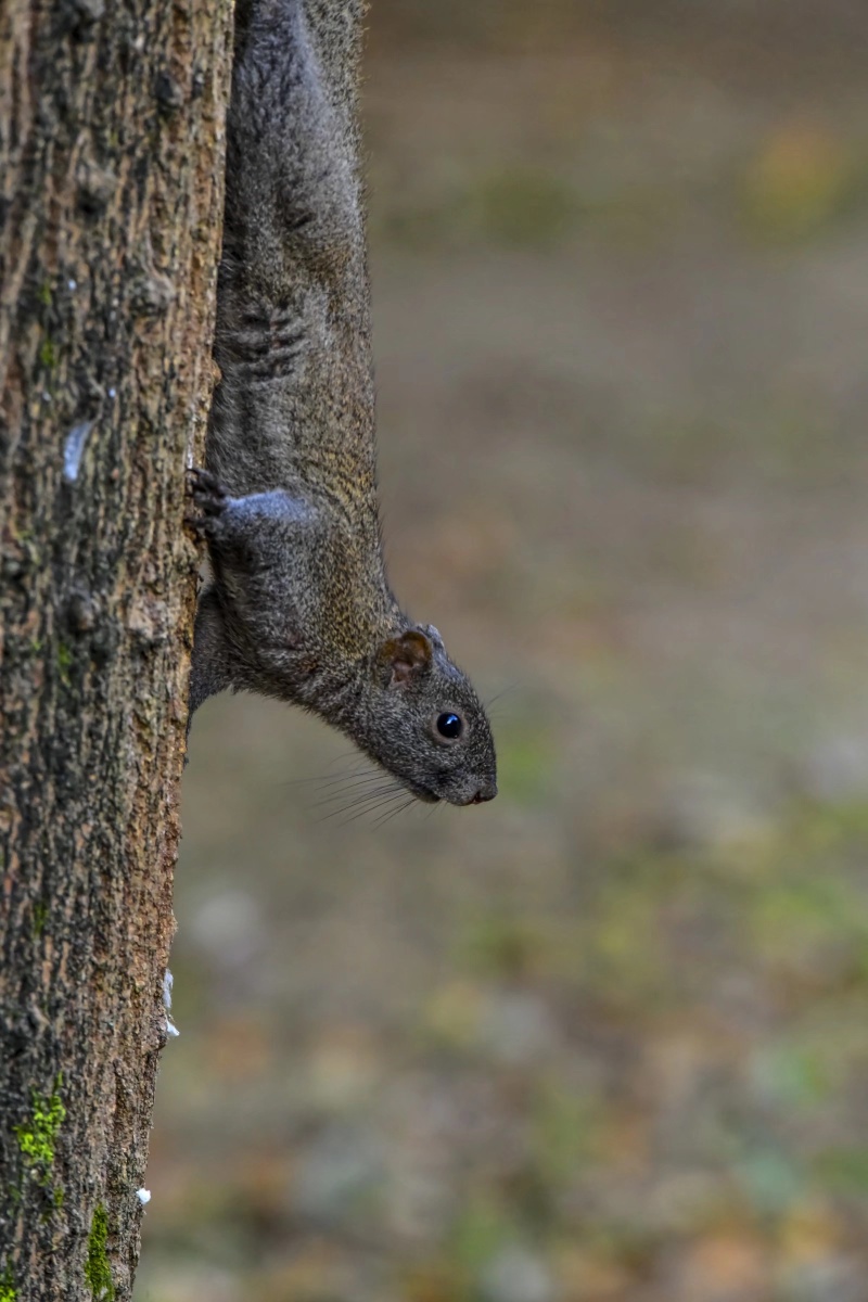 城市里有松鼠～生态六安! - 摄影兰花爱好者 - 图虫