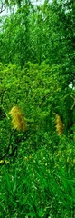 茅草
