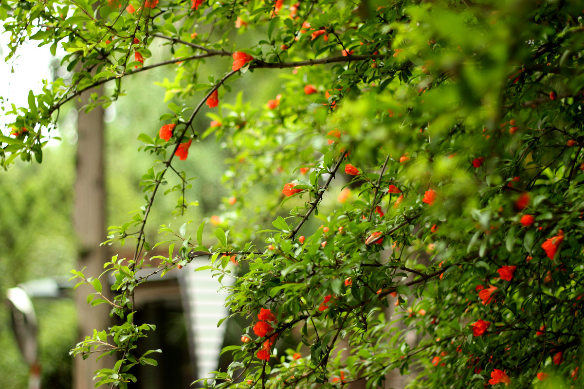 红花 花朵 绿叶大光圈 自然