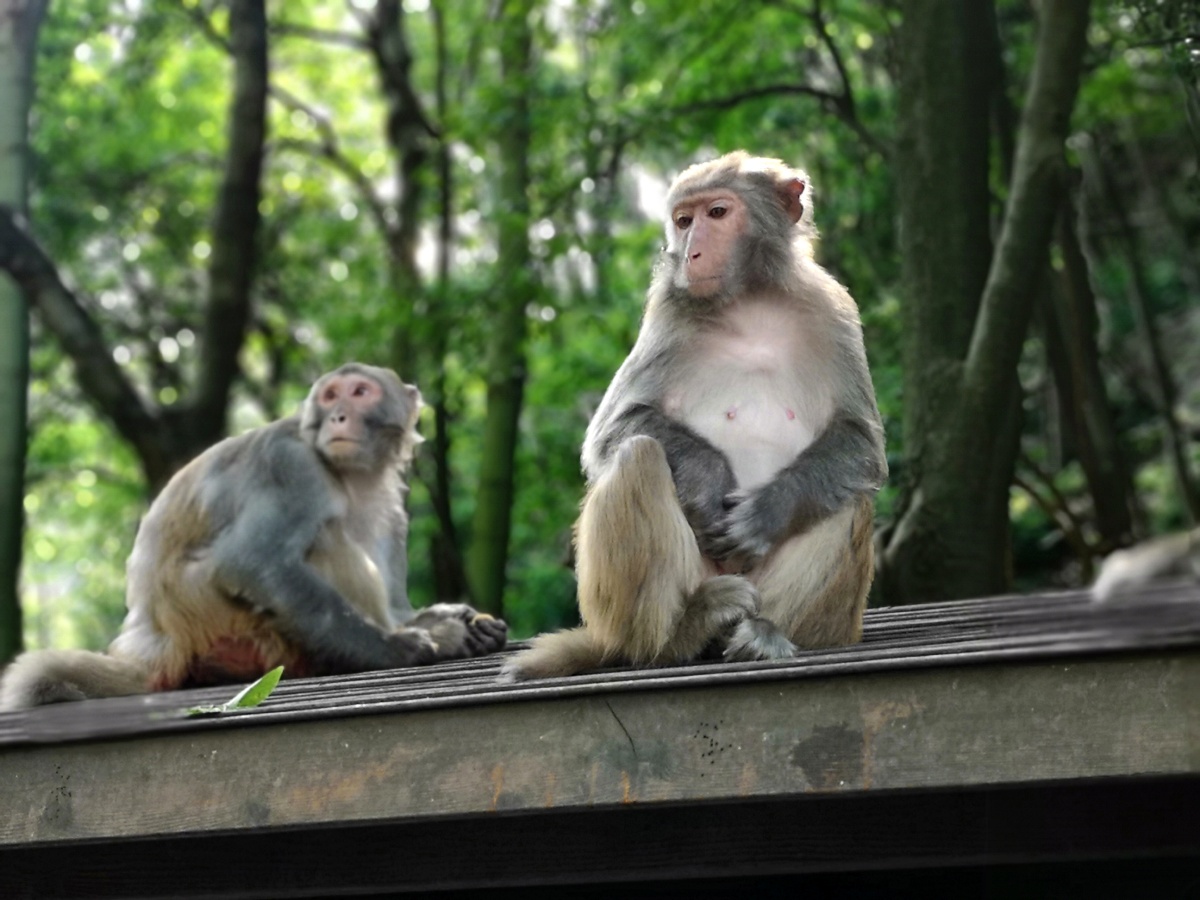 人像模式的黔灵山猴子victorchain关注18年8月18日· 阅读801