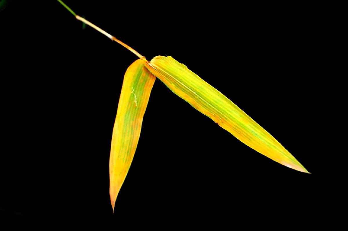 金竹叶 - 银河系 - 图虫