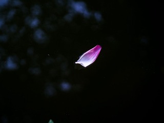 P6290018