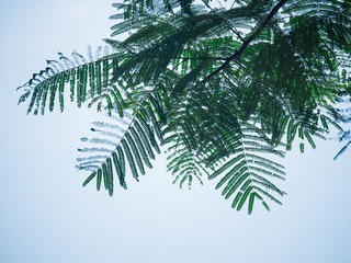 P5240095