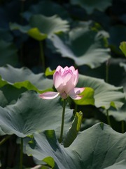 P6010064