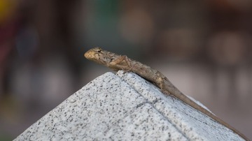 P6010106