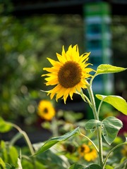P6010124