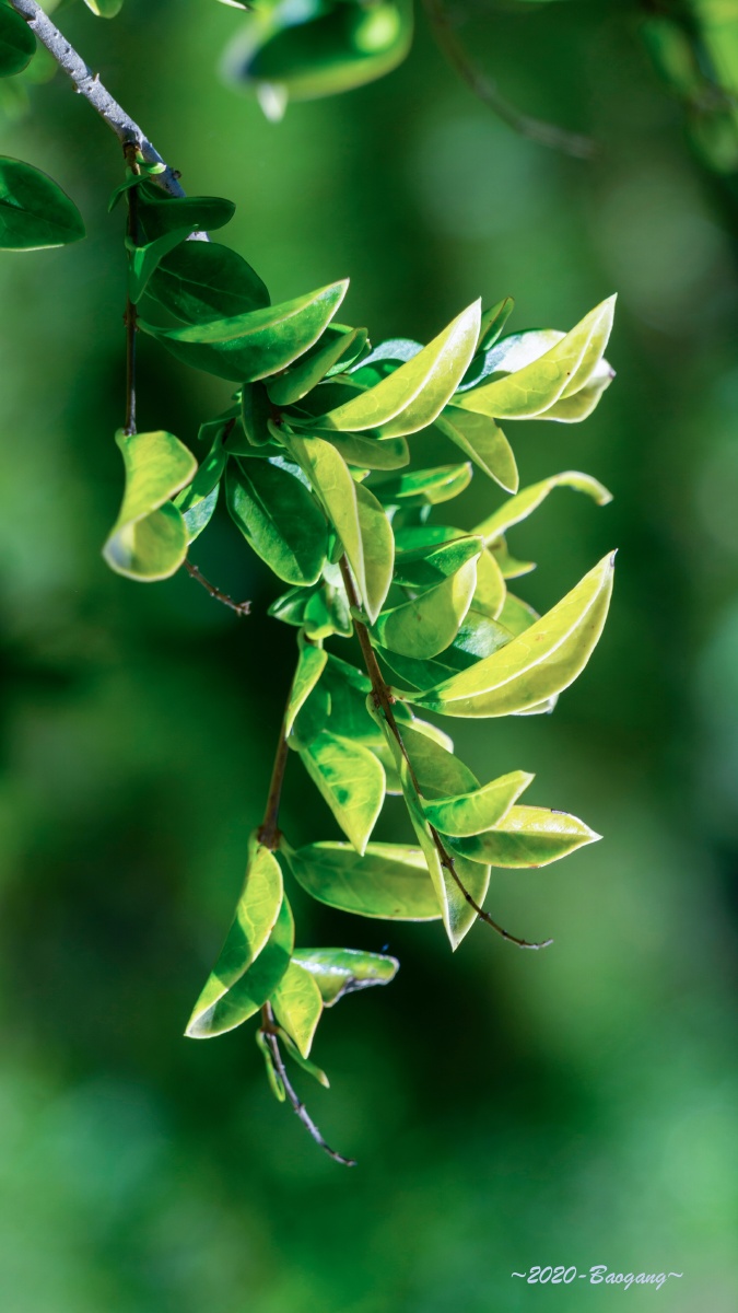 阳光下的一枝树叶