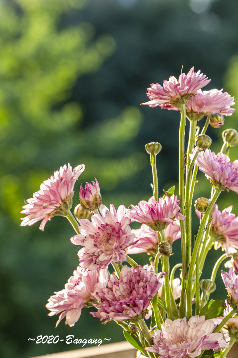 阳光下的小雏菊
