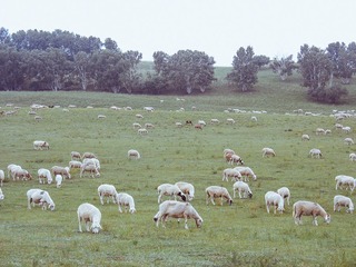 IMG_3371-5