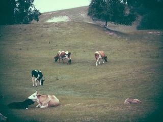 IMG_3362-8_1