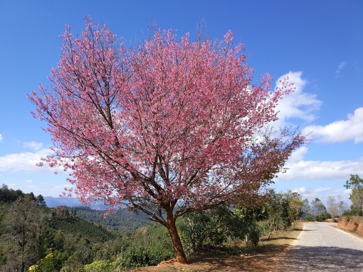 景迈山樱花树