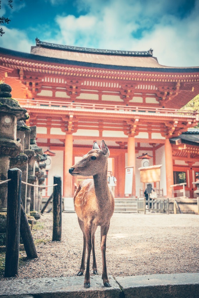 奈良公园里有无数的小鹿，在寺庙附近的小鹿会显得比较安静，也稍微配合你一些，仿佛受到过佛祖的训诫，得到过神的指点。