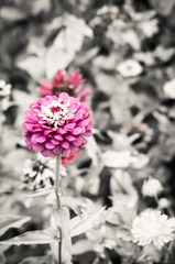 路边的花儿
