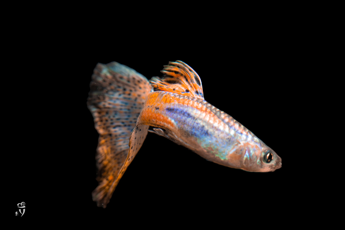 红草孔雀鱼 - 希尔斯布莱德 - 图虫