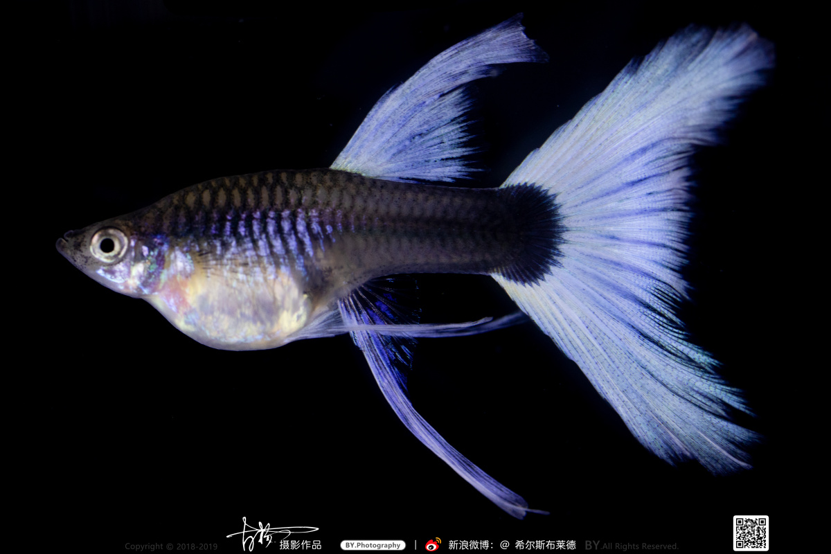 缎带象牙白孔雀鱼