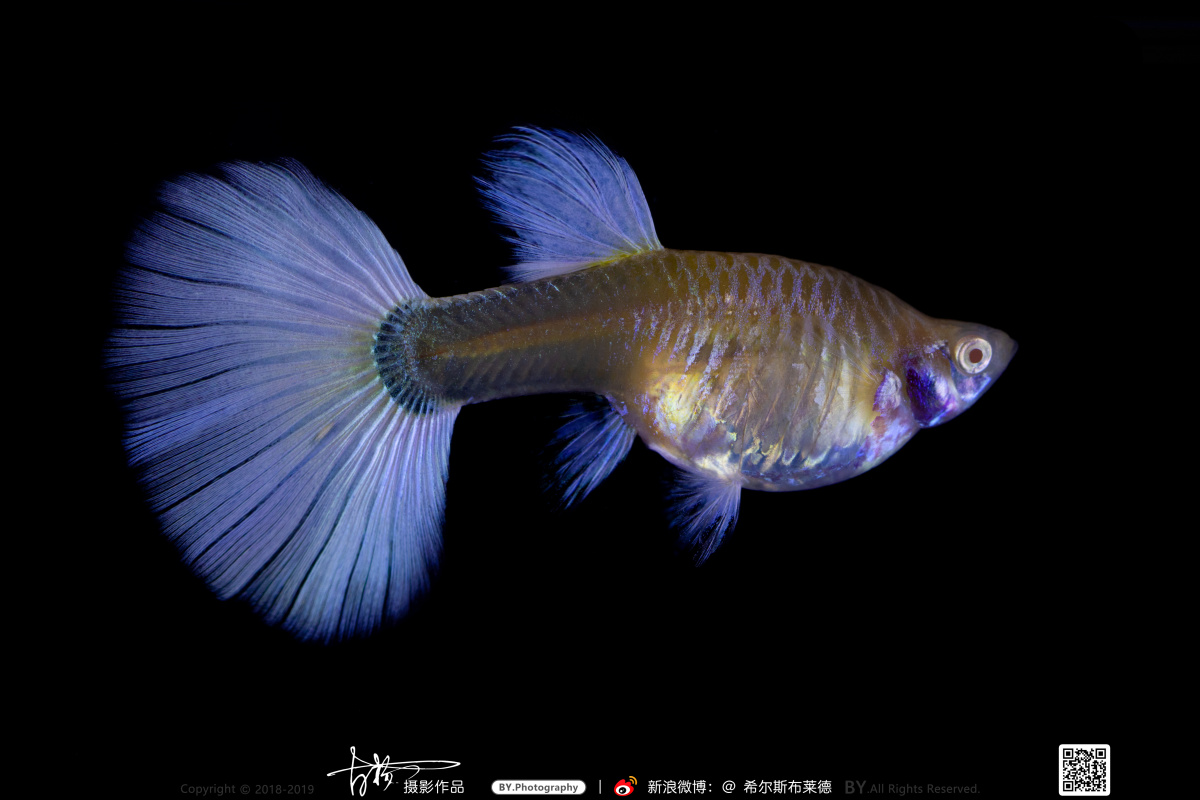 黄化白礼服孔雀鱼