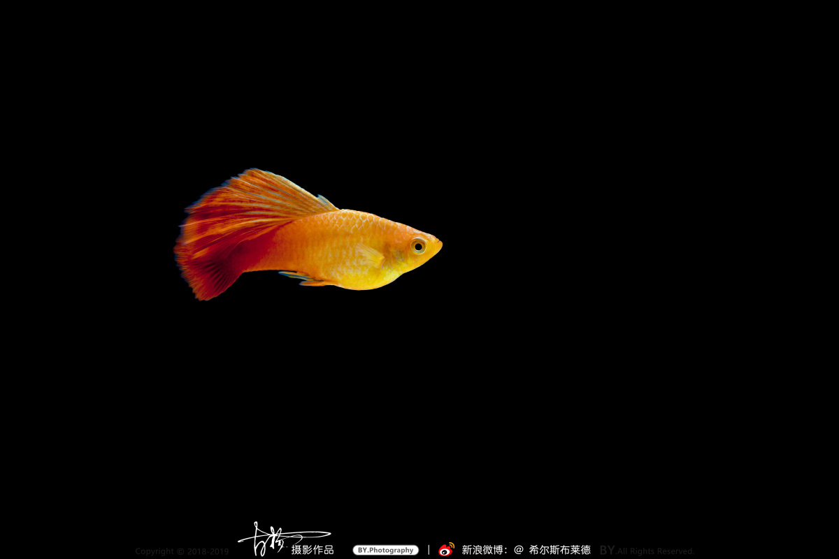 金牡丹鱼