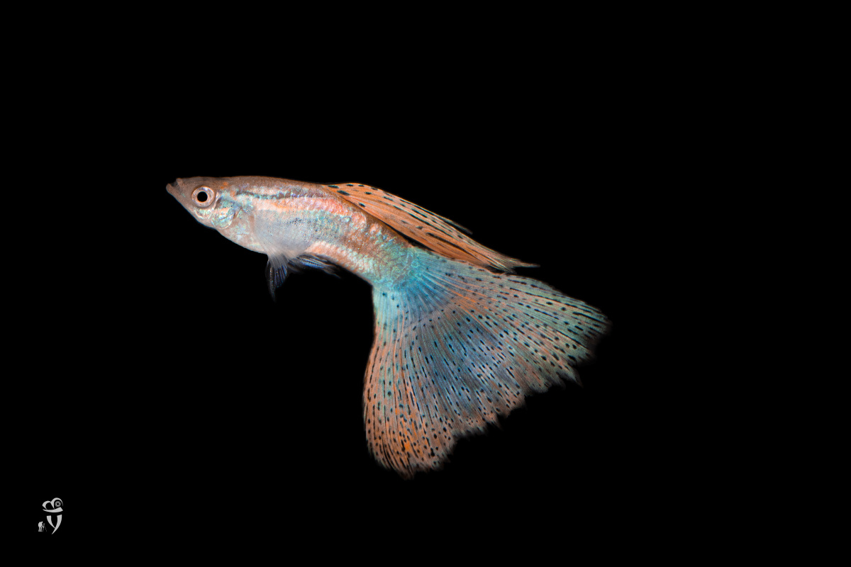 红草孔雀鱼 - 希尔斯布莱德 - 图虫