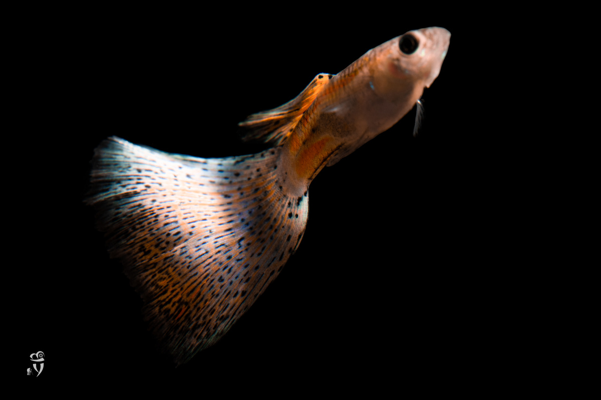 红草孔雀鱼 - 希尔斯布莱德 - 图虫