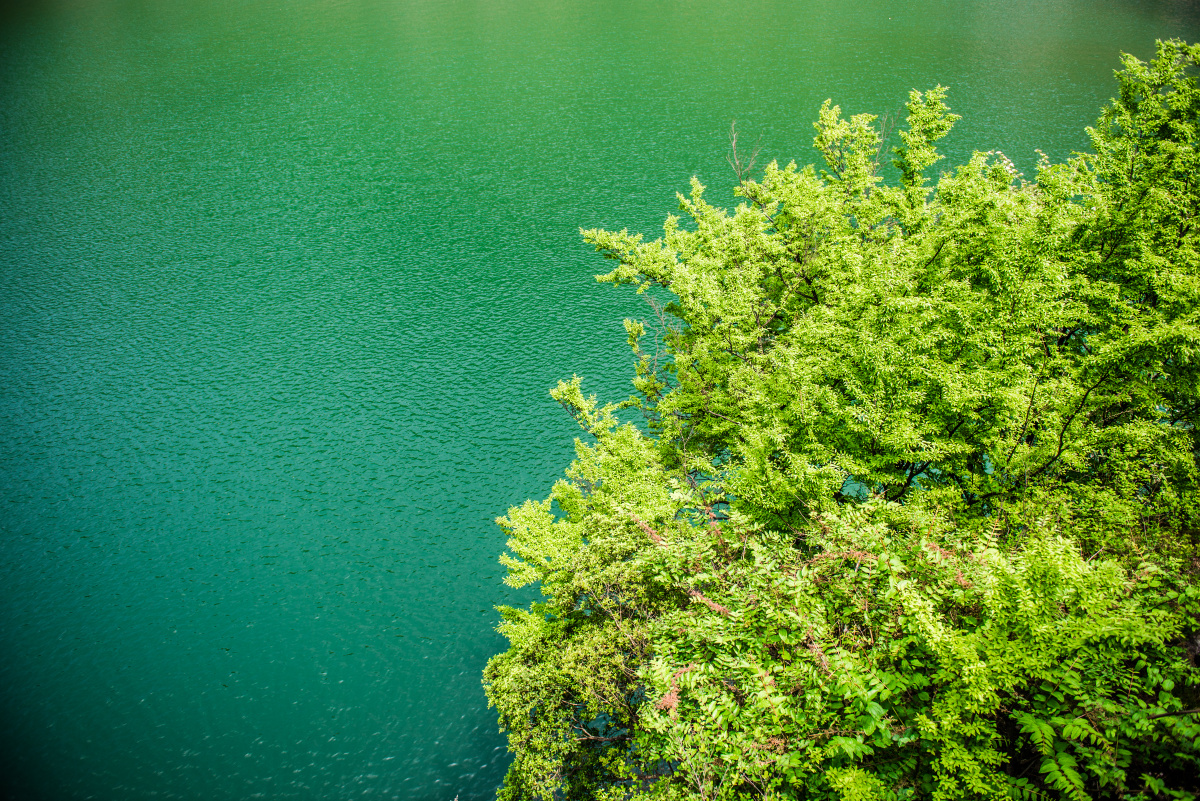 风乍起吹皱一池春水夏日炎烫深几抹青绿