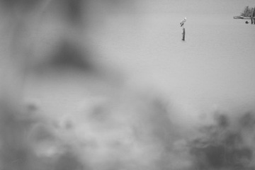 [20160625.161413].[600 mm.1-1250 秒 (f - 8.0).ISO 3200.手动.矩阵测光.1 2-3 EV].[Canon EOS-1D X.150-600mm F5-6.3 DG OS HSM - Sports 014]-2