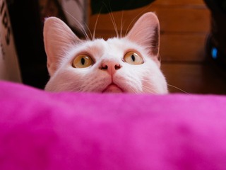 P1010019