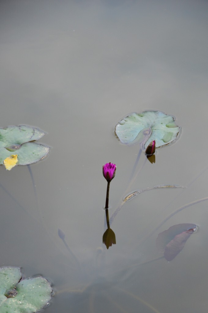 拍摄地点：广州华农<br />
拍摄时间：2015.4.4<br />
用“孤芳自赏”来比喻这株含苞待放的莲花正合适。<br />
微博： @刘杰西_ <a href="http://weibo.com/btoj" target="_blank" rel="nofollow">http://weibo.com/btoj</a> <br />
poco网： <a href="http://jessie-liu.poco.cn" target="_blank" rel="nofollow">http://jessie-liu.poco.cn</a>