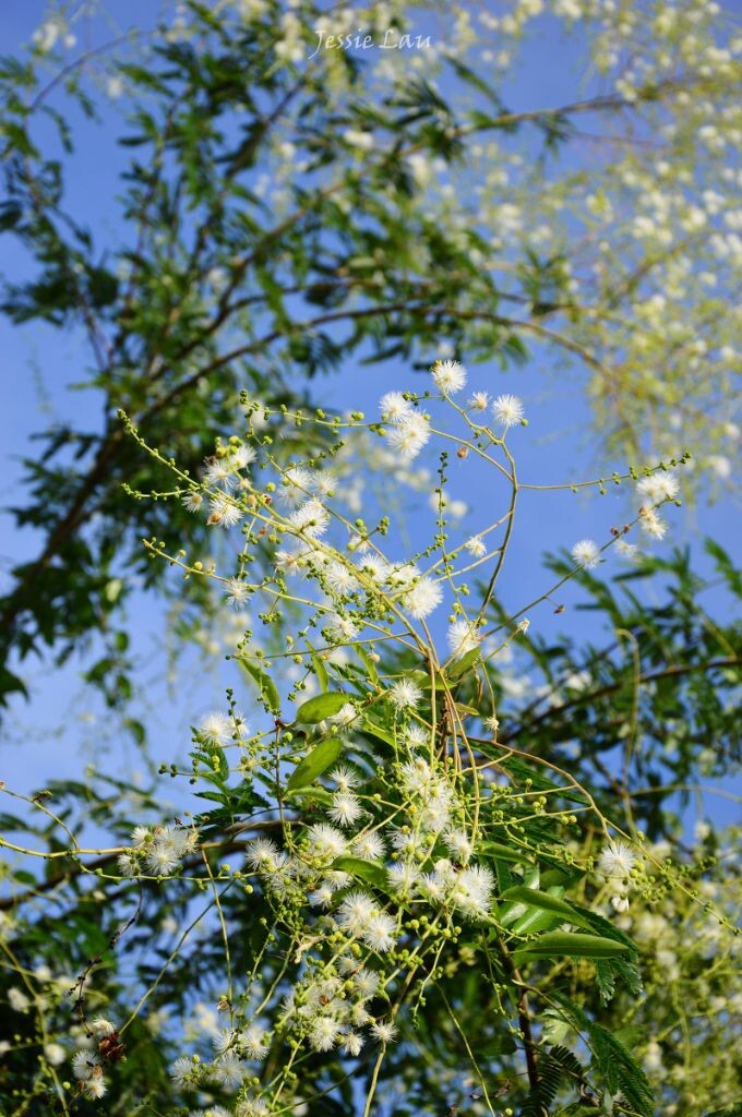 梦幻的色彩、蒲公英般的模样、弯曲的枝头......构成”白樱“优美的姿态。