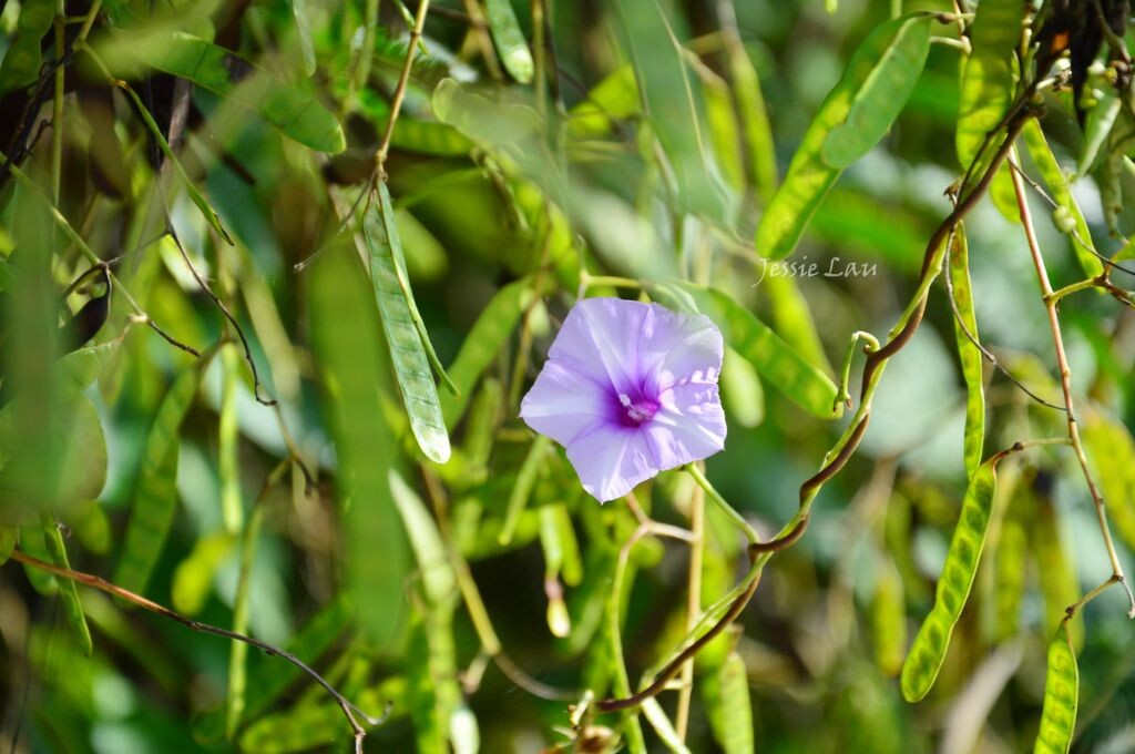 这是两种植物吗？牵牛花和那种豆科植物？